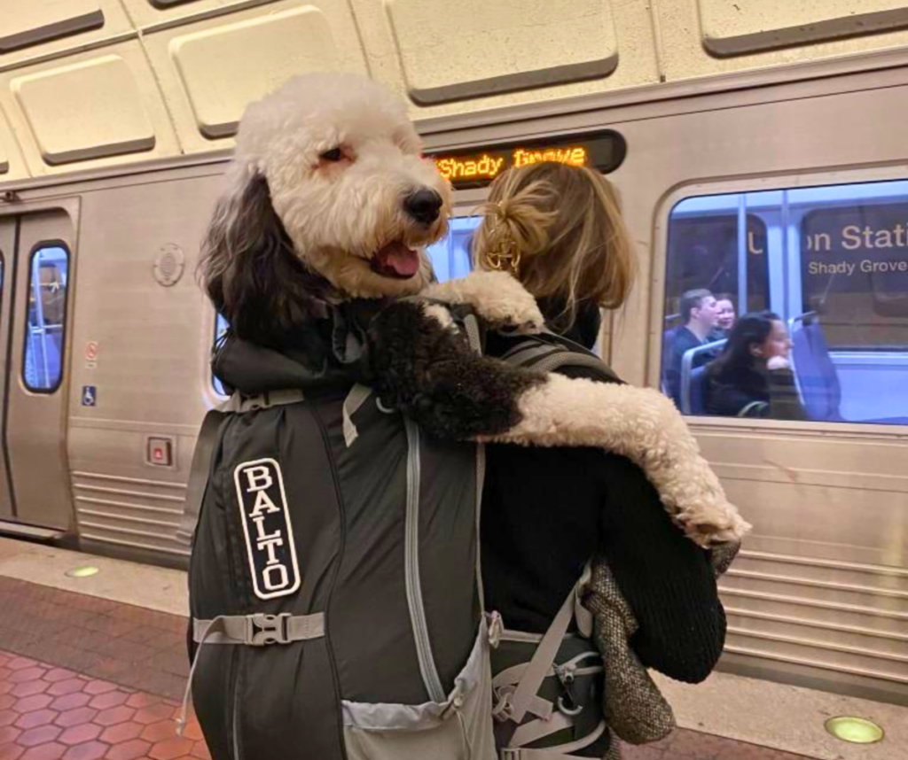 Dog being carried in backpack